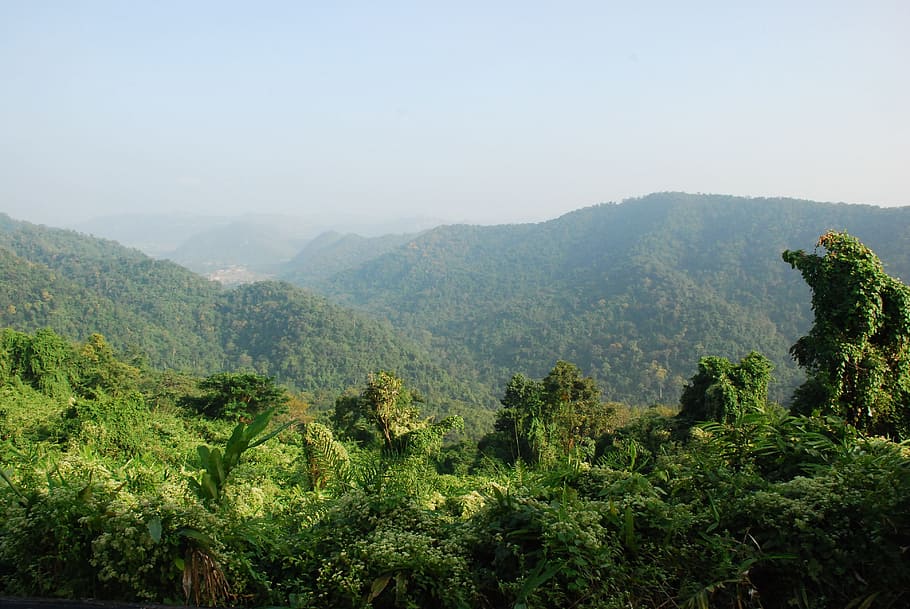 Thai forest