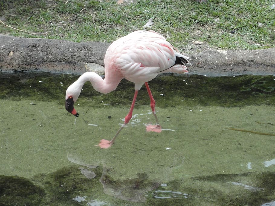 Hd Wallpaper Flemish Bird Pink Feathers Pink Flemish Flamingo