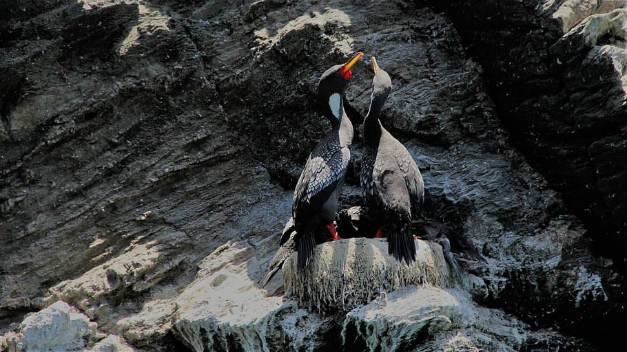 Hd Wallpaper Two Black Bird Standing On Rock Formation Photograph