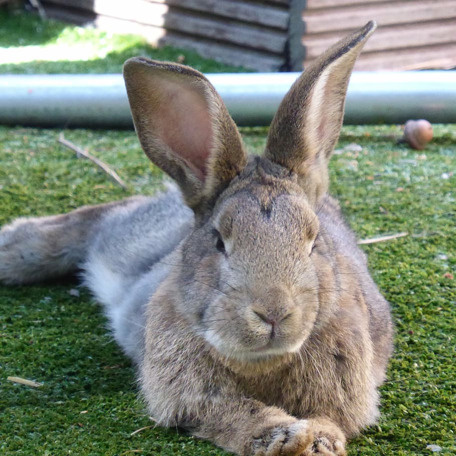 Кролик взрослый фото