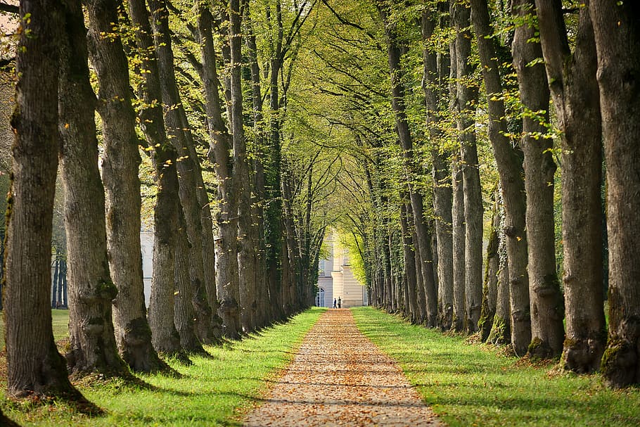 Беседка вдоль аллеи - красивые картинки и HD фото