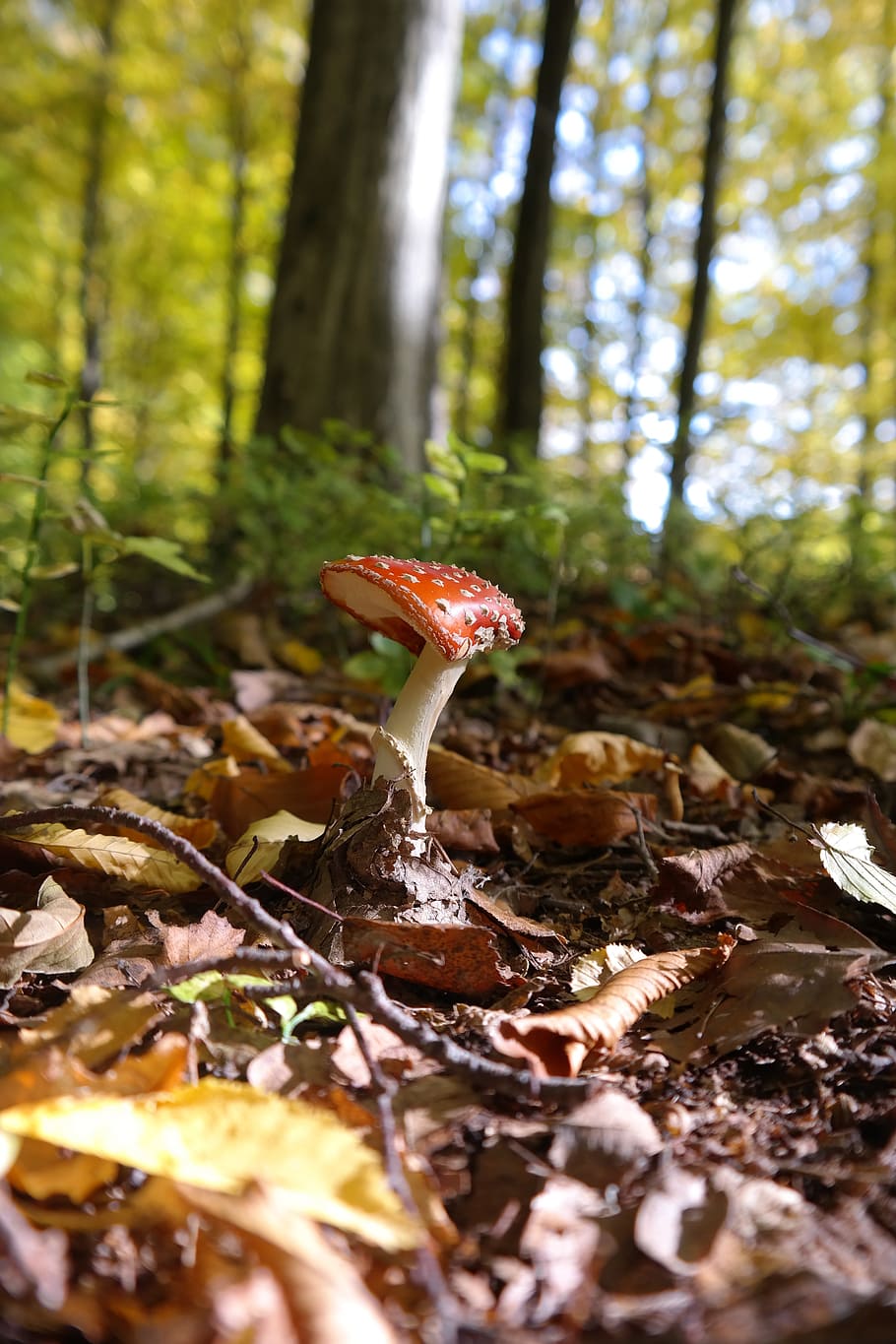 Hd Wallpaper Fly Agaric Mushroom Toxic Red Spotted Amanita