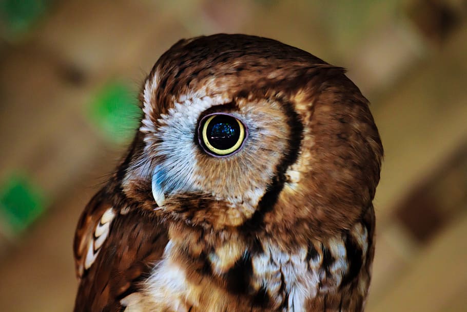 HD Wallpaper Shallow Focus Photography Of Owl Selective Focus