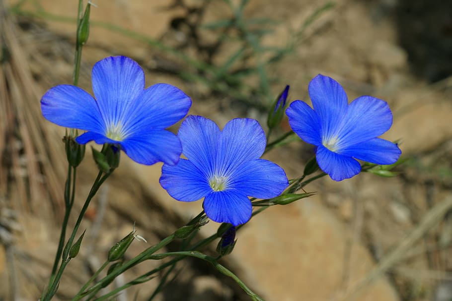 Hd Wallpaper Linum Narbonense Scrubland Flowers Nature Plant