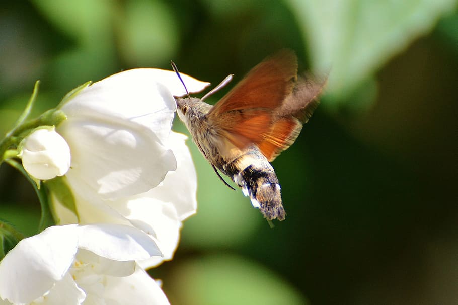 Hd Wallpaper Hummingbird Hawk Moth Butterfly Insect Wing Flower