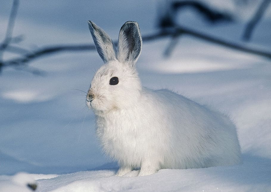 Hood snow bunny