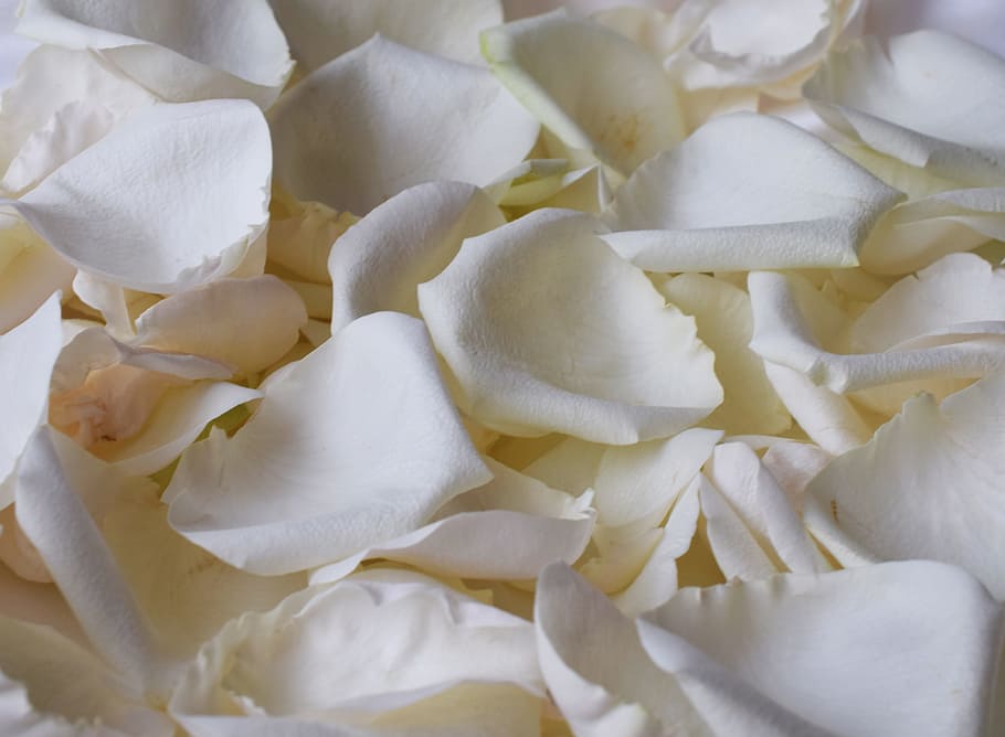 Betty White Rose Petals