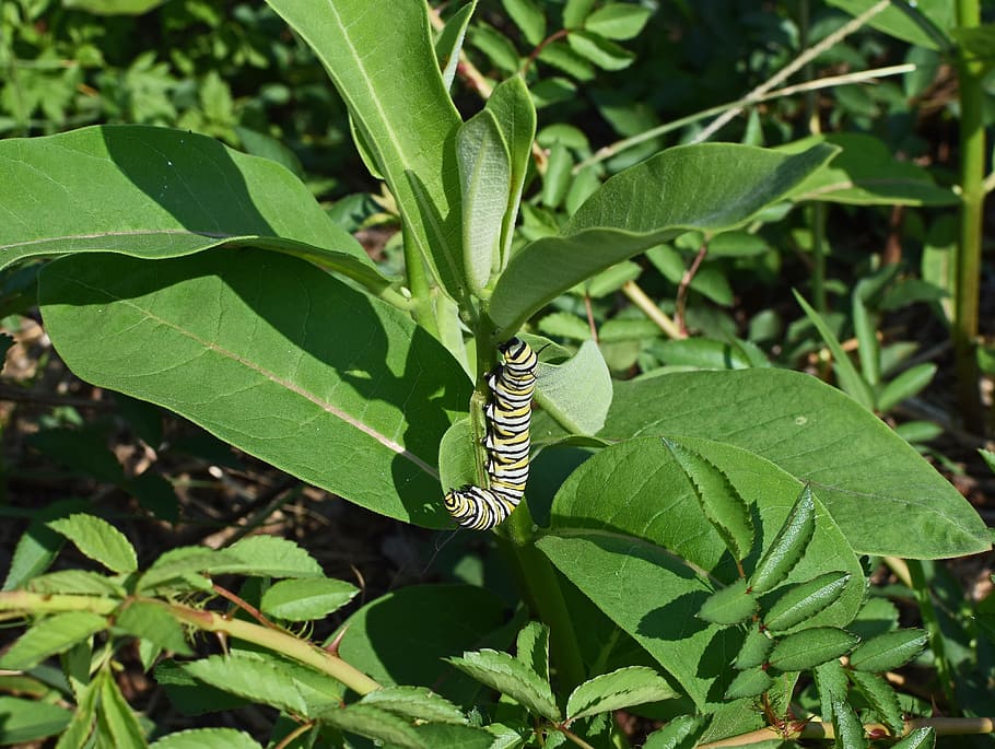 Hd Wallpaper Monarch Butterfly Caterpillar Larva Worm Insect