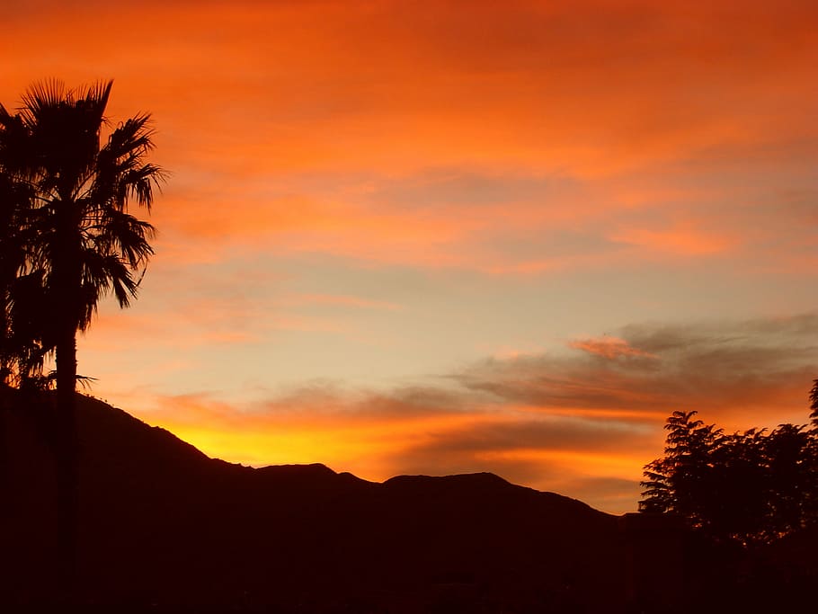 HD Wallpaper Palm Springs Sun Set Silhouette Of Trees At Golden Hour