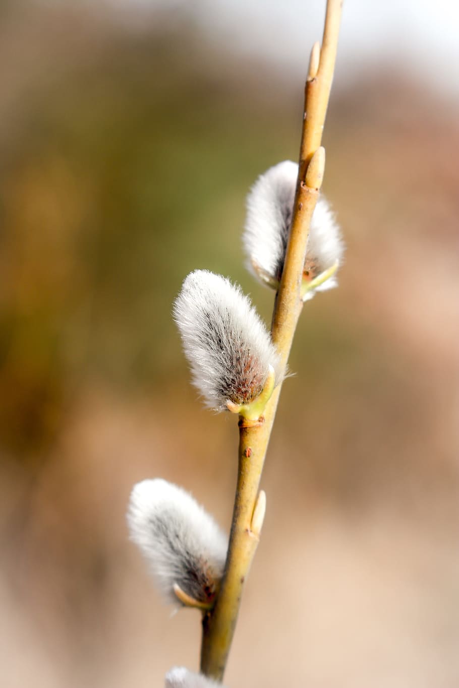 HD Wallpaper Pussy Willow Willow Spring Signs Signs Of Spring