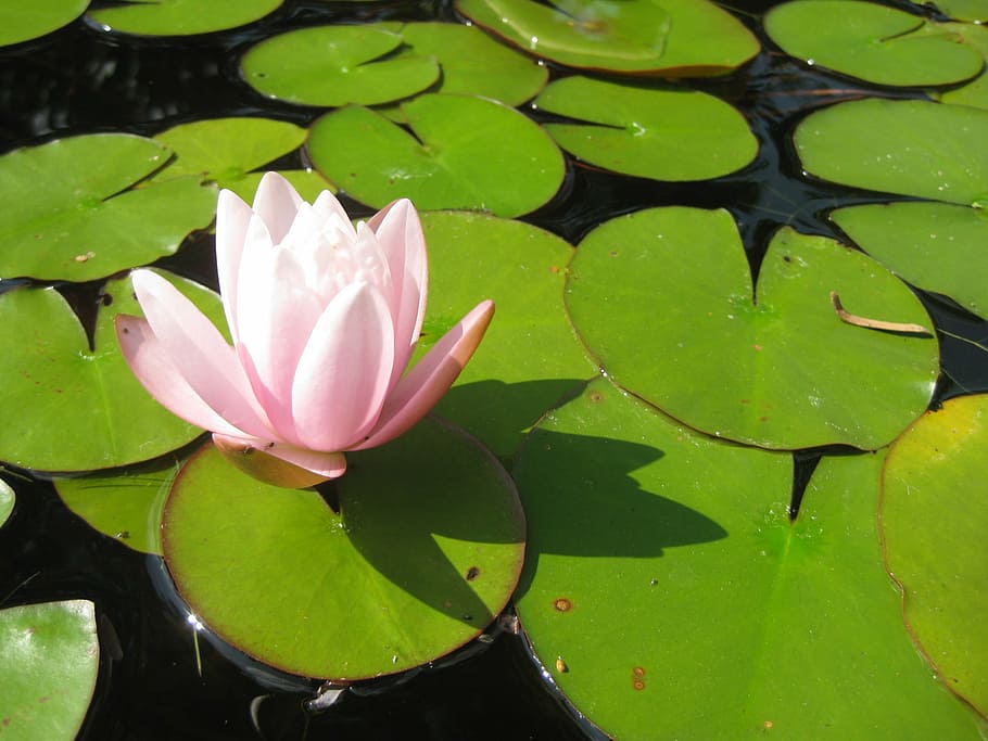 Hd Wallpaper Flower Blossom Bloom Aquatic Plant Pink Lake Rose