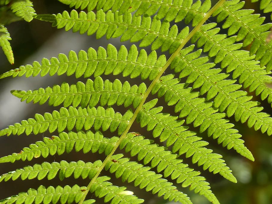 HD Wallpaper Fern Leaf Detail Green Texture Green Color Growth