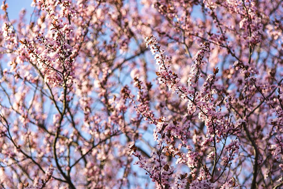 Hd Wallpaper Pink Spring Flowers Flora Blue Sky Blooming Blossom