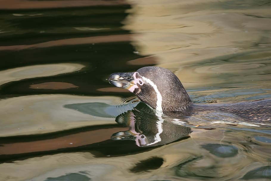 Marlow Bird Park