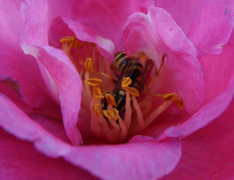 Hd Wallpaper Flower Bee Honey Stamen Petals Rose Pink