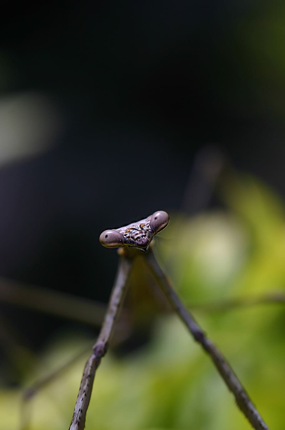 HD Wallpaper Praying Mantis Insect Mantis Religiosa Mantodea