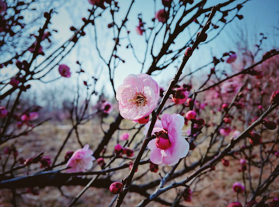 Asian plum blossom