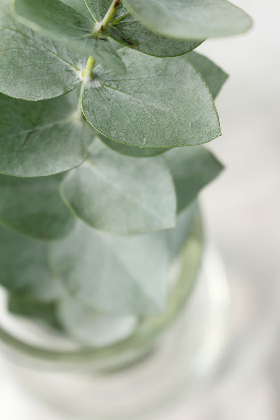 Hd Wallpaper Shallow Focus Photography Of Oregano Plant Macro