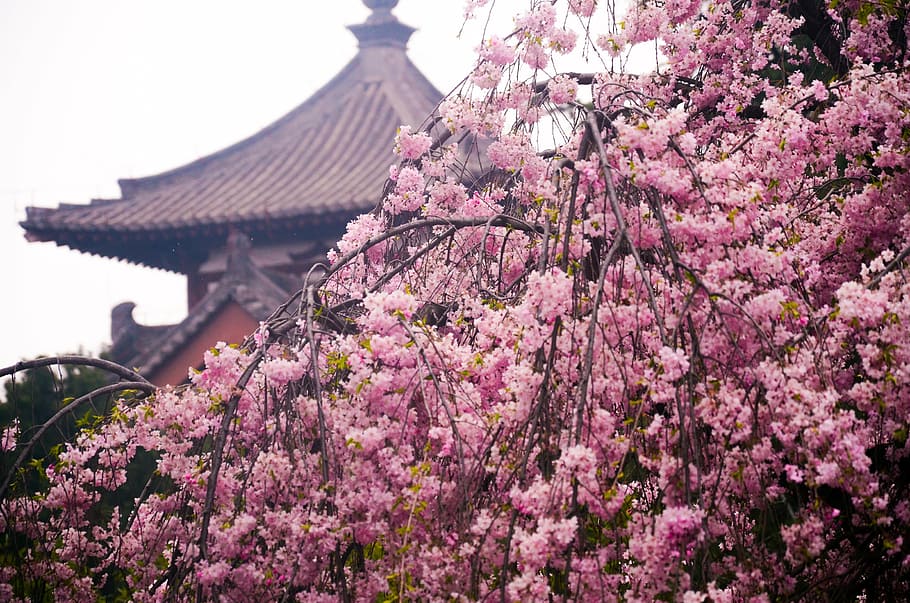Asian plum blossom