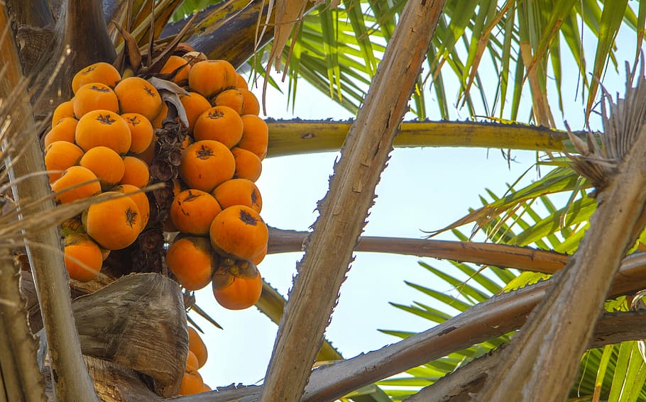 Hd Wallpaper Africa Nigeria Fruits Palm Tree Food Agriculture