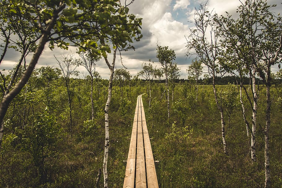 HD Wallpaper Tree Wood Nature Landscape Sky Sweden Landscapes