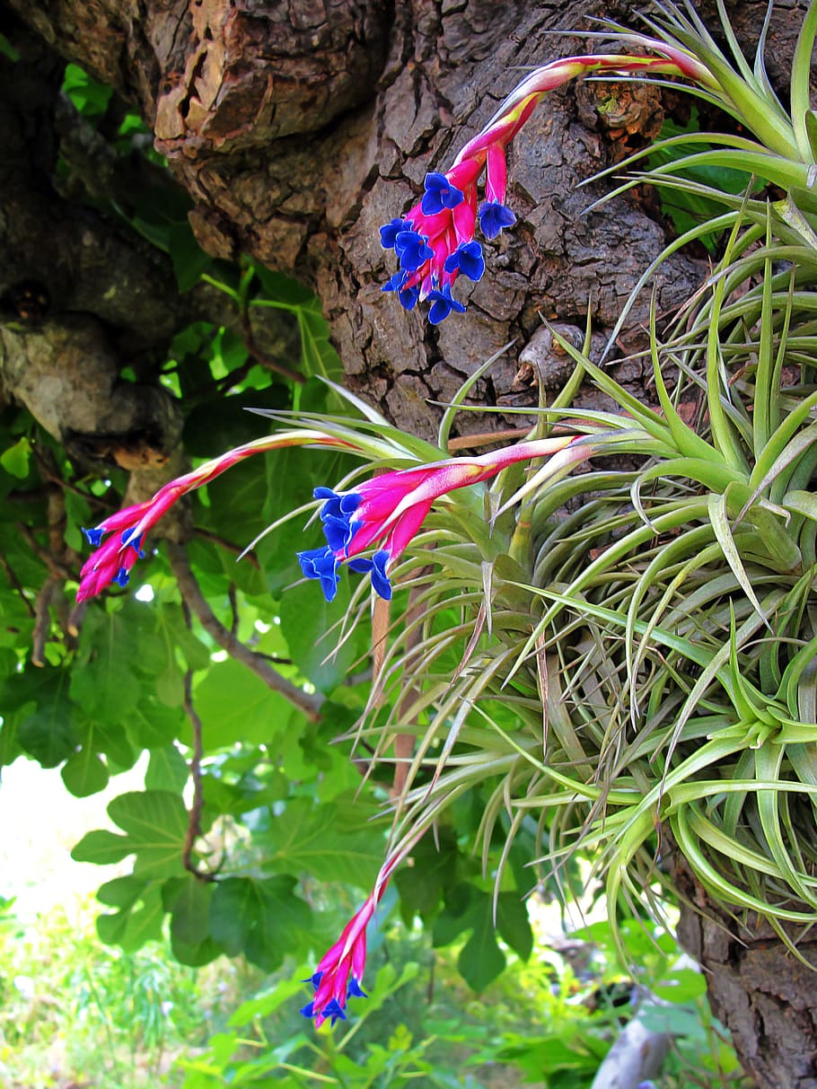 HD Wallpaper Air Carnation Tillandsia Aeranthos Plants Nature