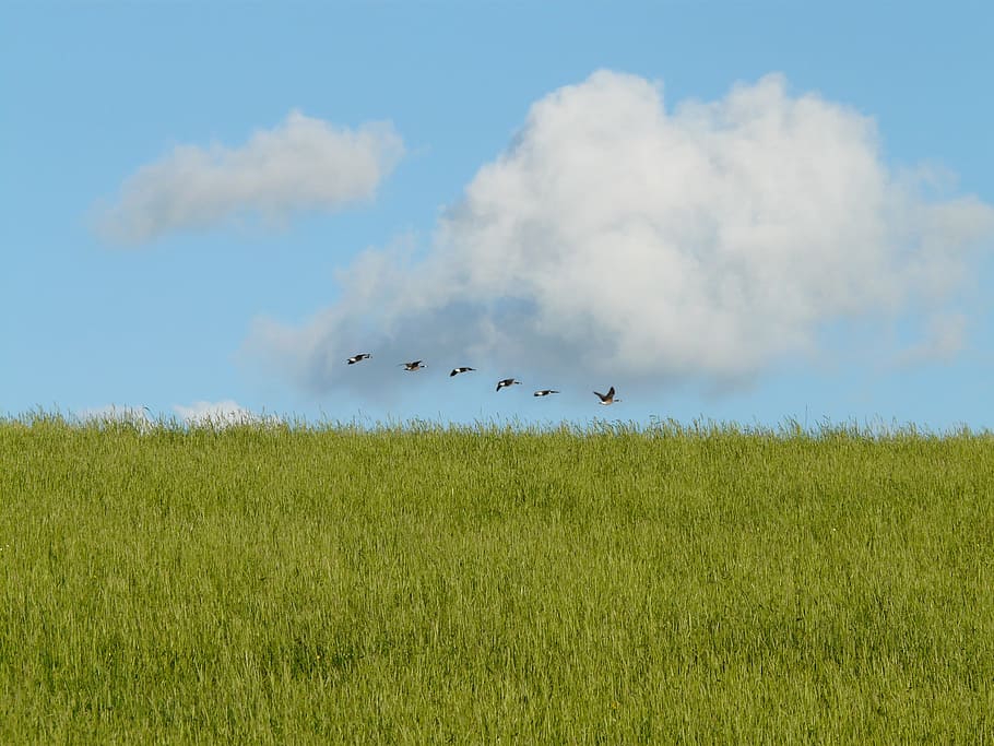 Hd Wallpaper Flock Of Birds Flying Over Grass Field Migratory Birds