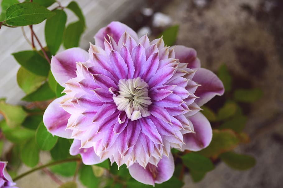 HD Wallpaper Clematis Josephine Climber Double Pink Flower