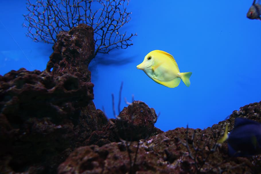 HD Wallpaper Yellow Fish Yellow Tang Saltwater Popular Aquarium