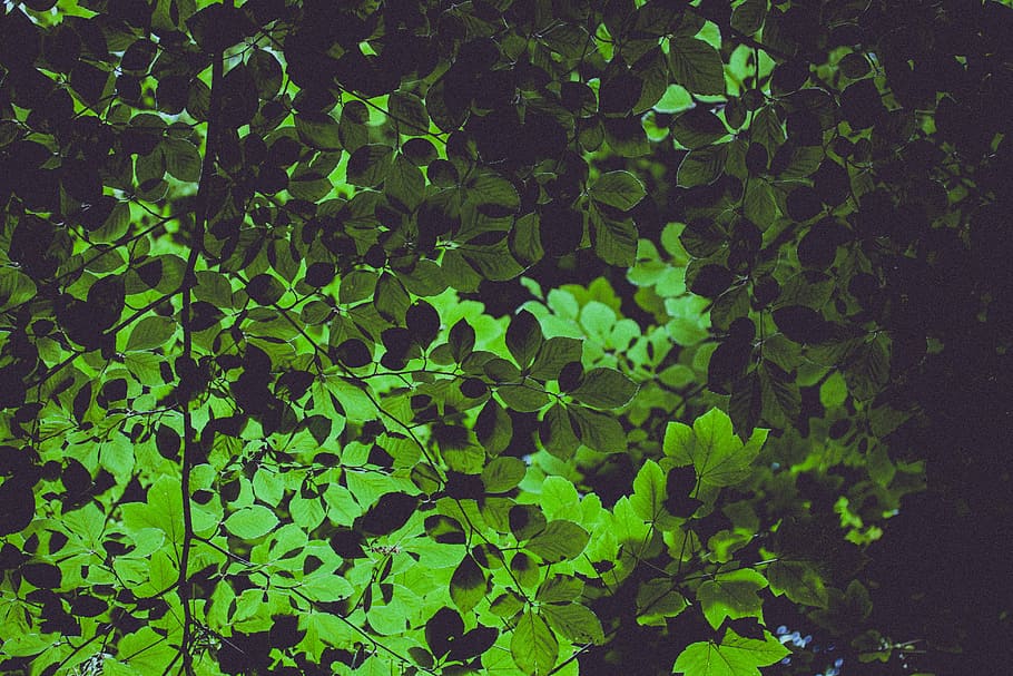 Hd Wallpaper Green Leafed Plants Green Plant Leaves Tree Branch