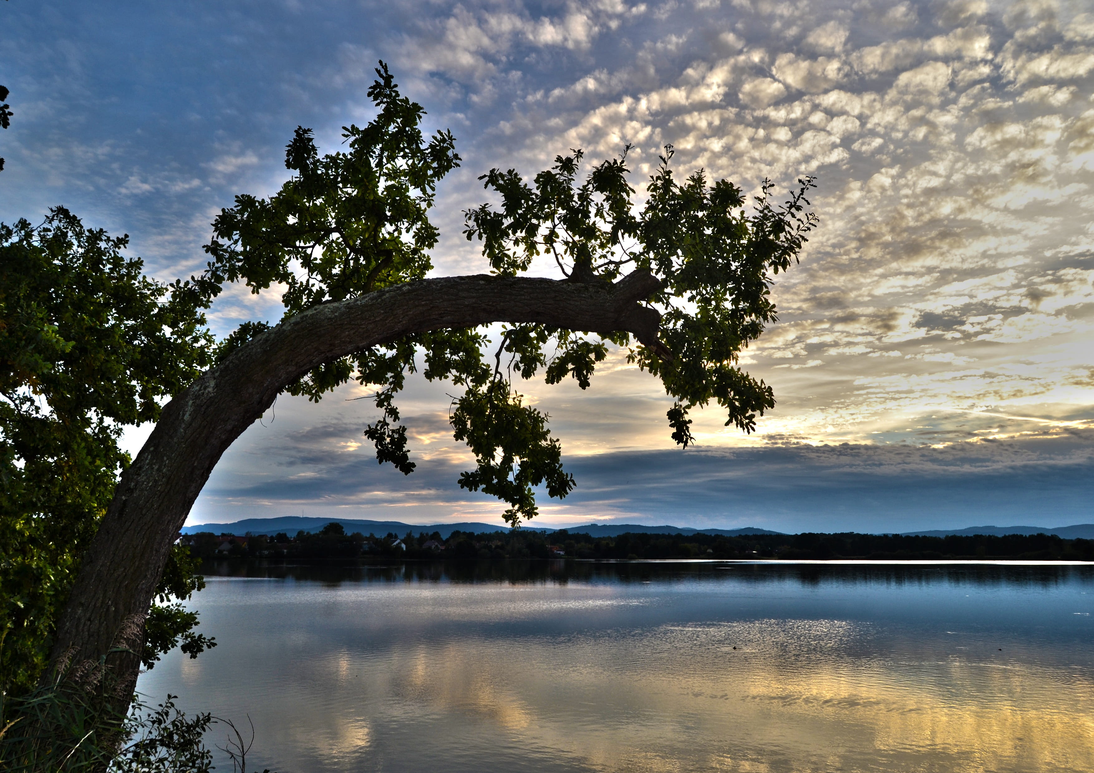 Sky, Tree, Branch, Heaven, Clouds, nature, reflection, cloud - sky