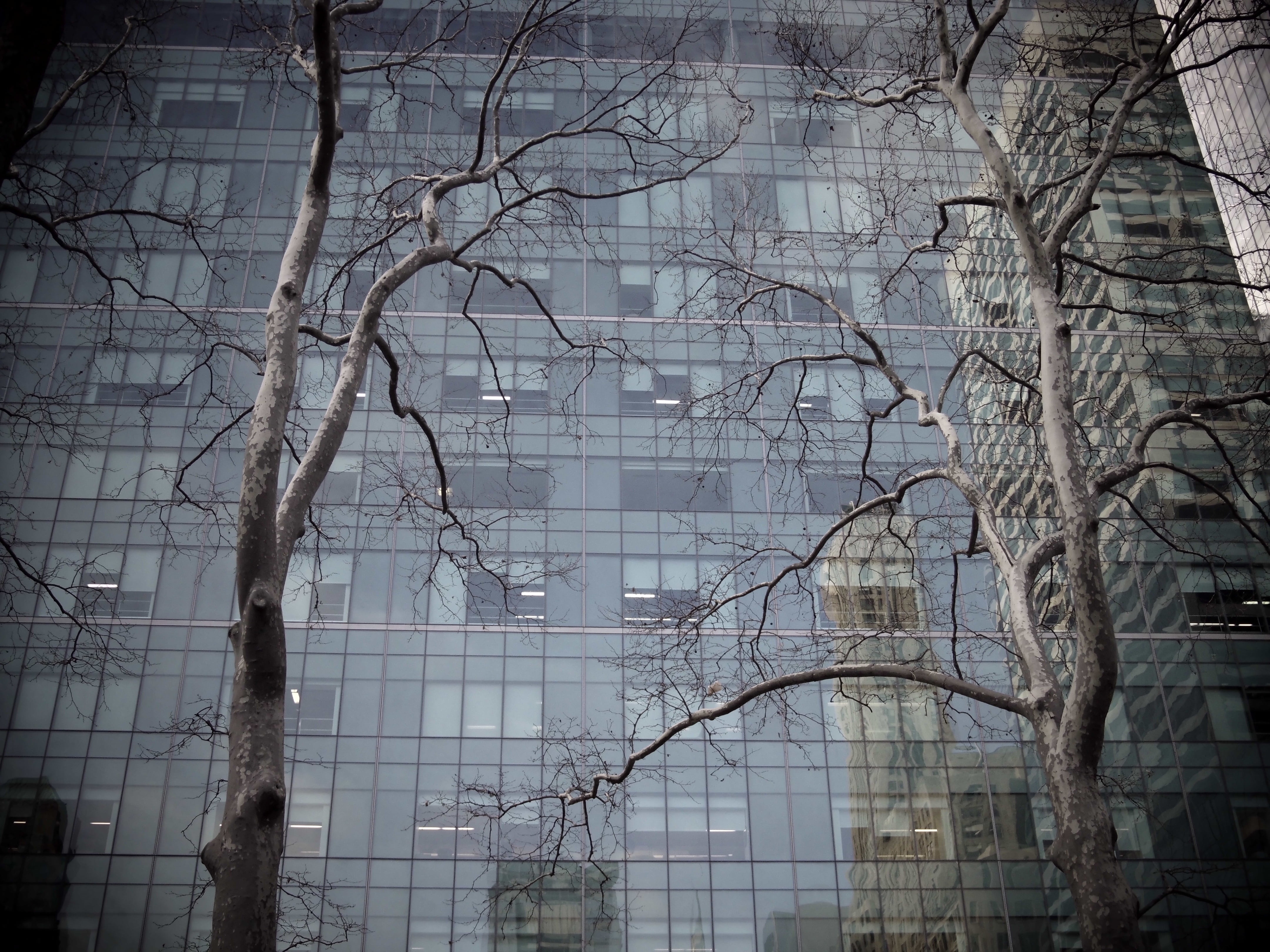 tree, building, skyscraper, reflection, urban forest, city