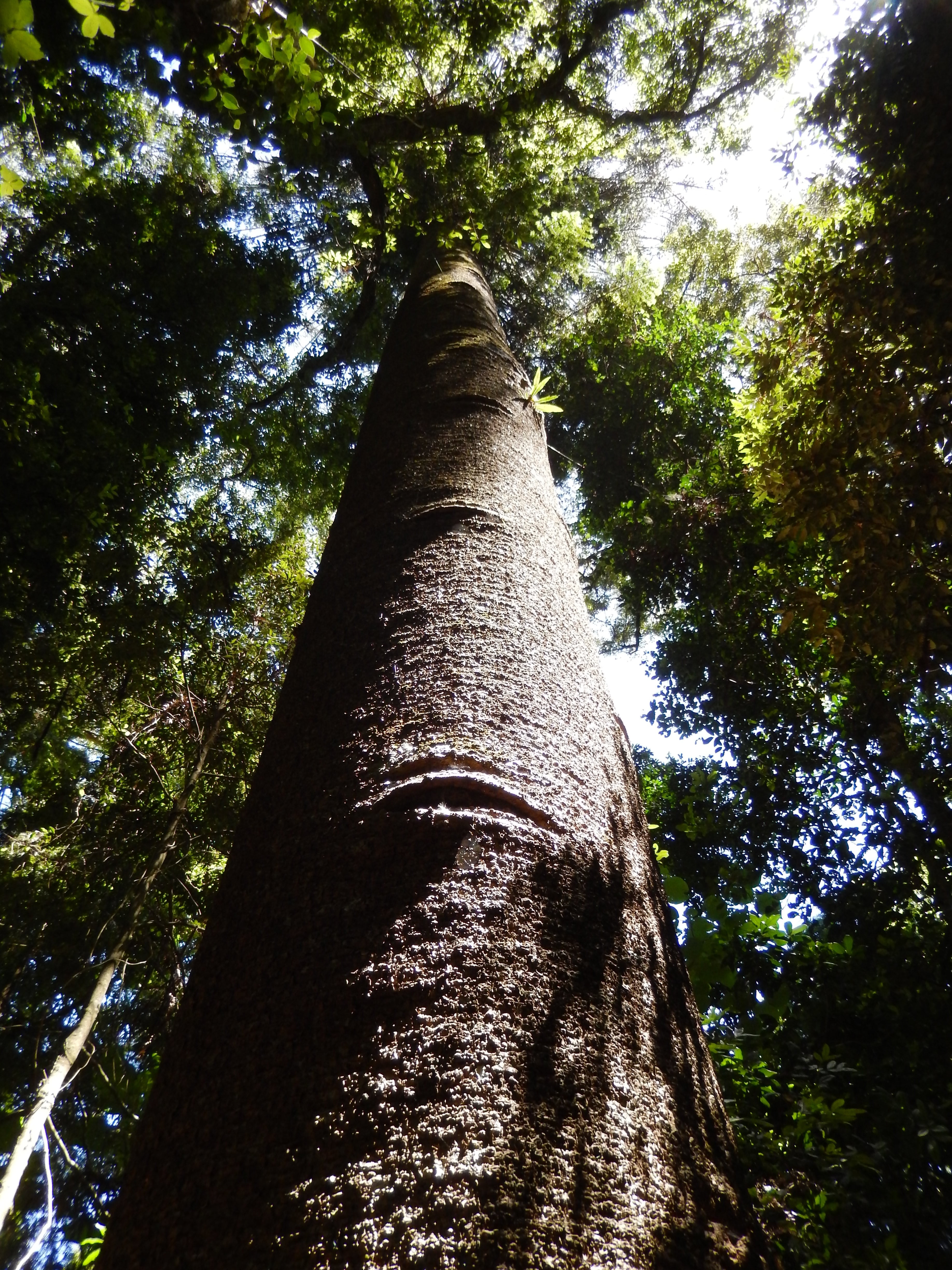 forest, tree, rainforest, environment, plant, low angle view