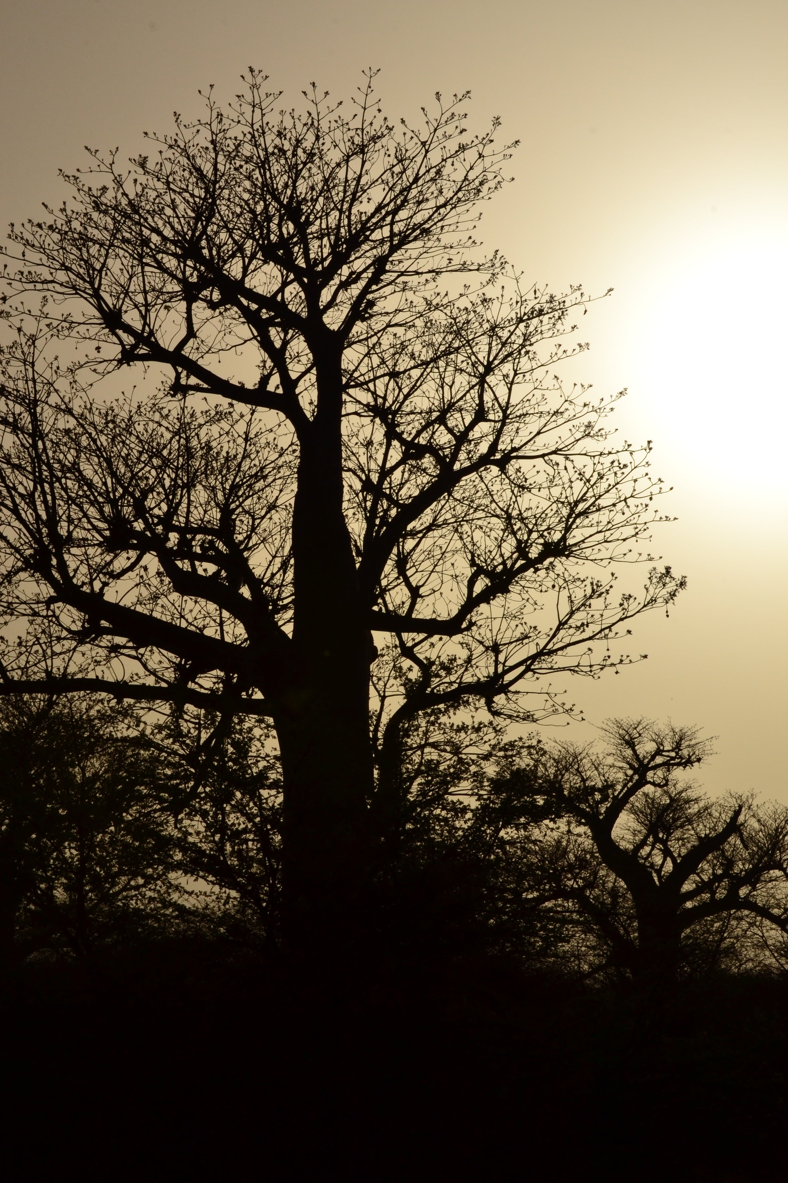 tree, silhouette, branches, bare, plant, sky, bare tree, tranquility