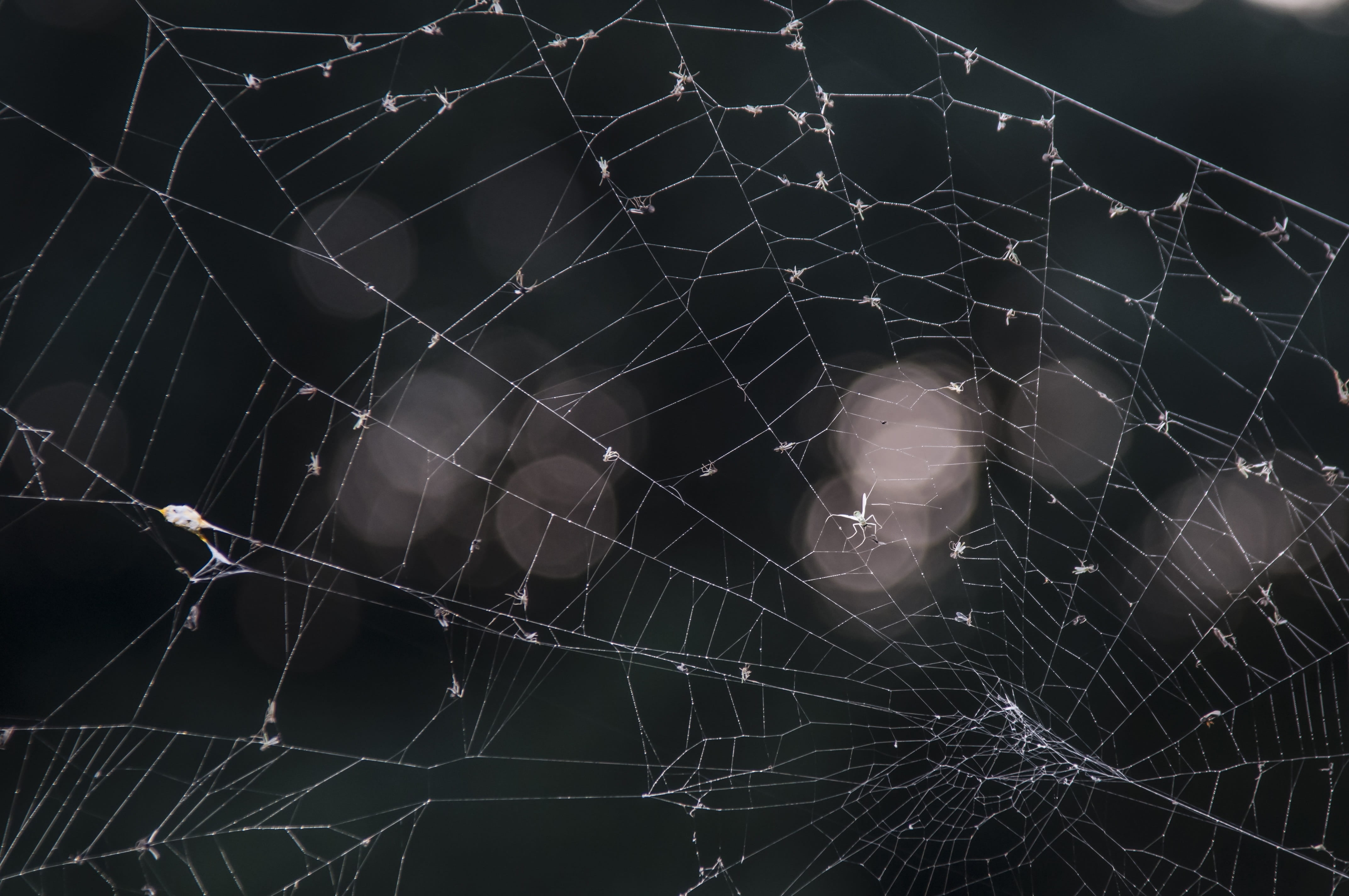 web, august, spin, nature, bug, spider web, destruction, crime