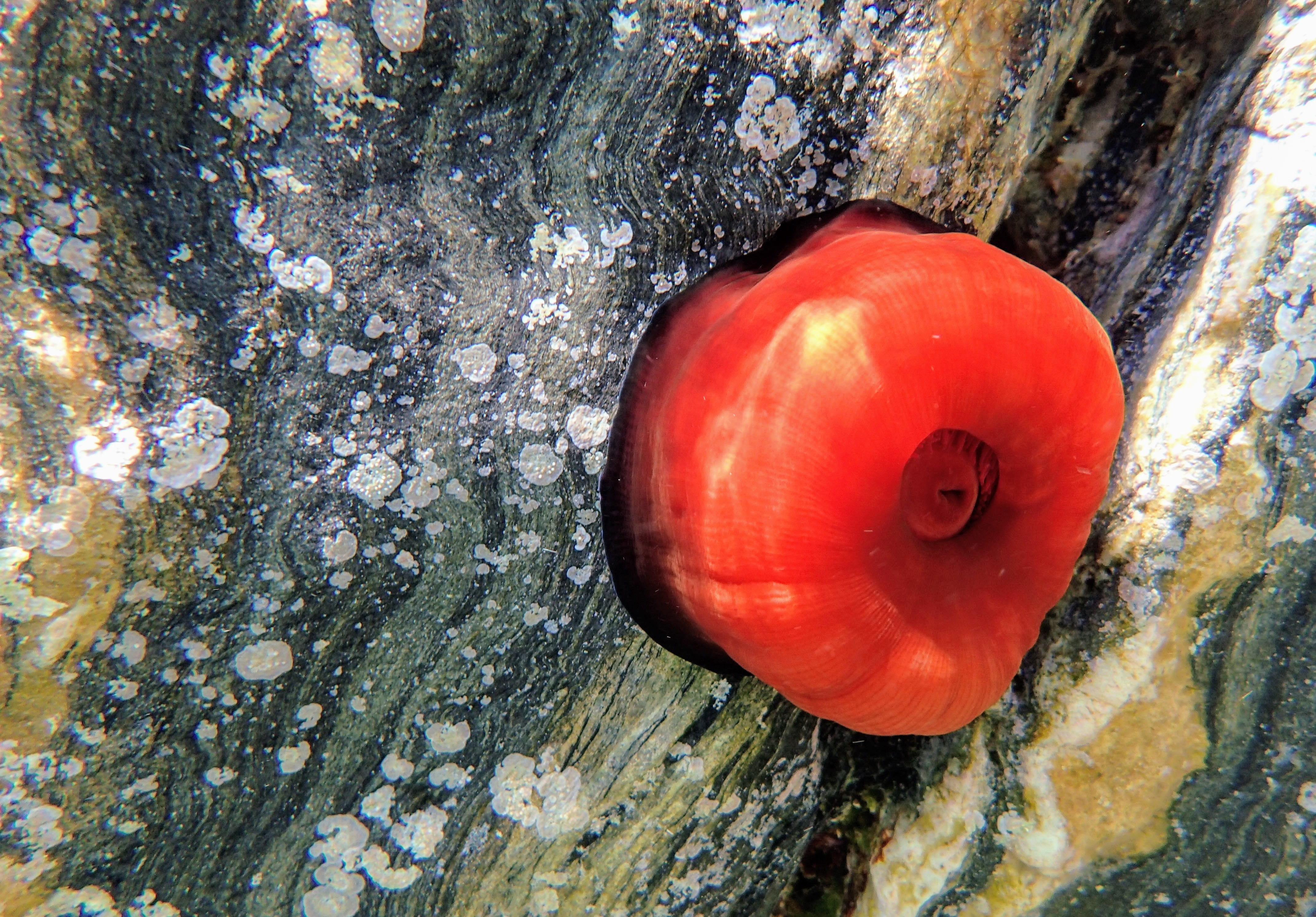 Actinie Red, Tomato Of The Sea, sea anemone, cyclades, greece