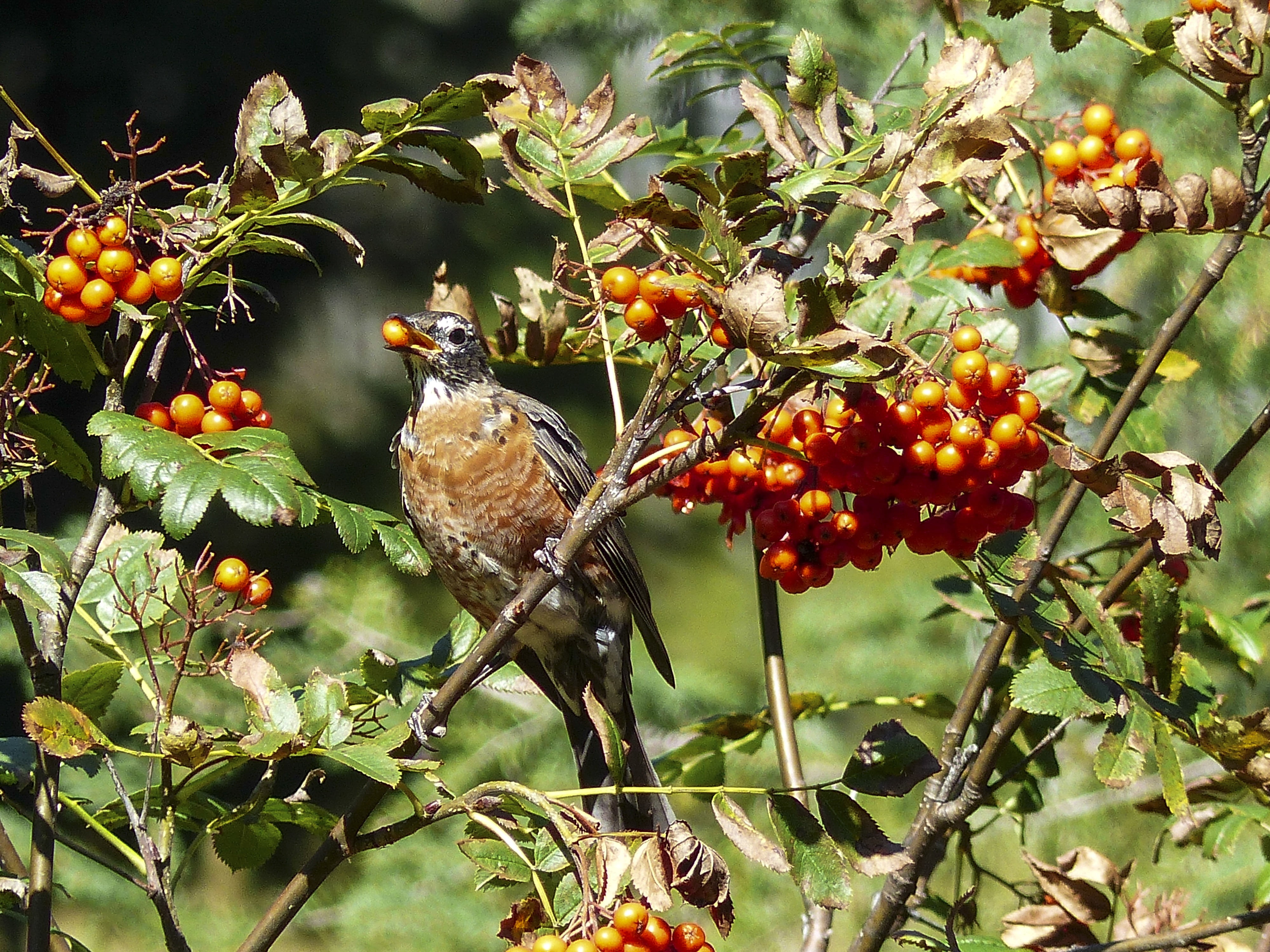 eating, red robin, bird, feathered, rowan berries, tree, forest