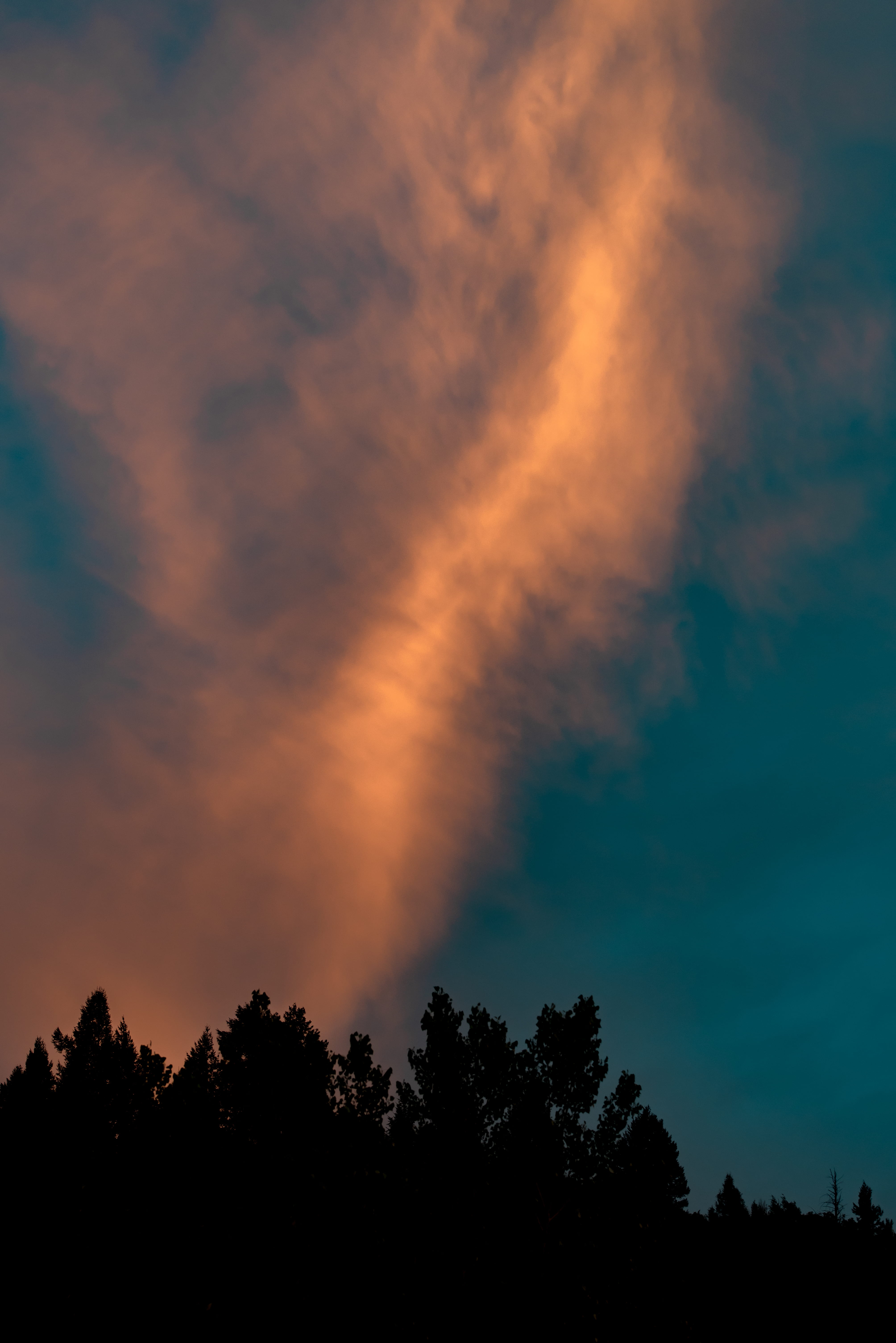 tree silhouette under orange clouds, trees under orange cloudy sky
