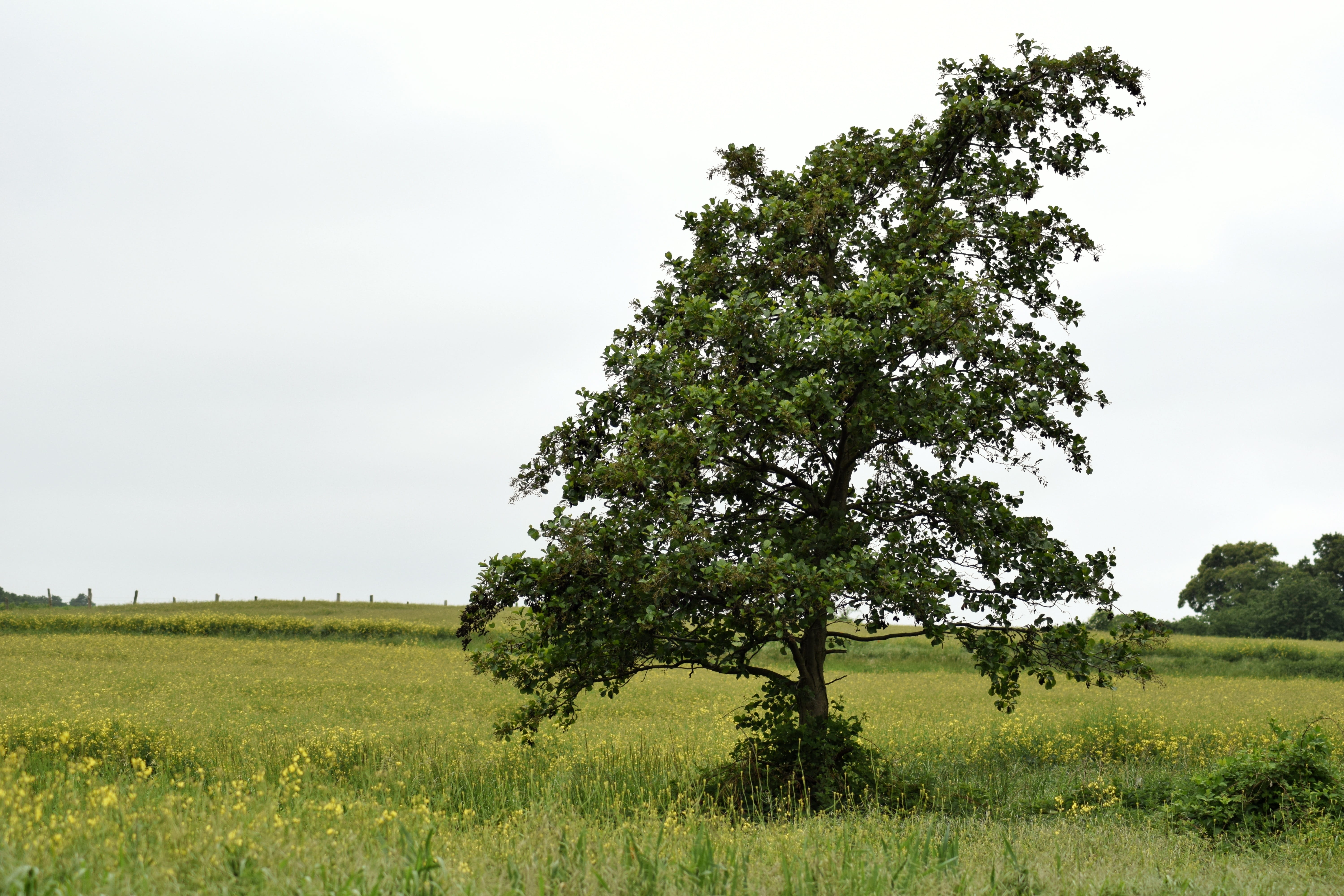 landscape, tree, spring, plant, sky, field, growth, tranquility