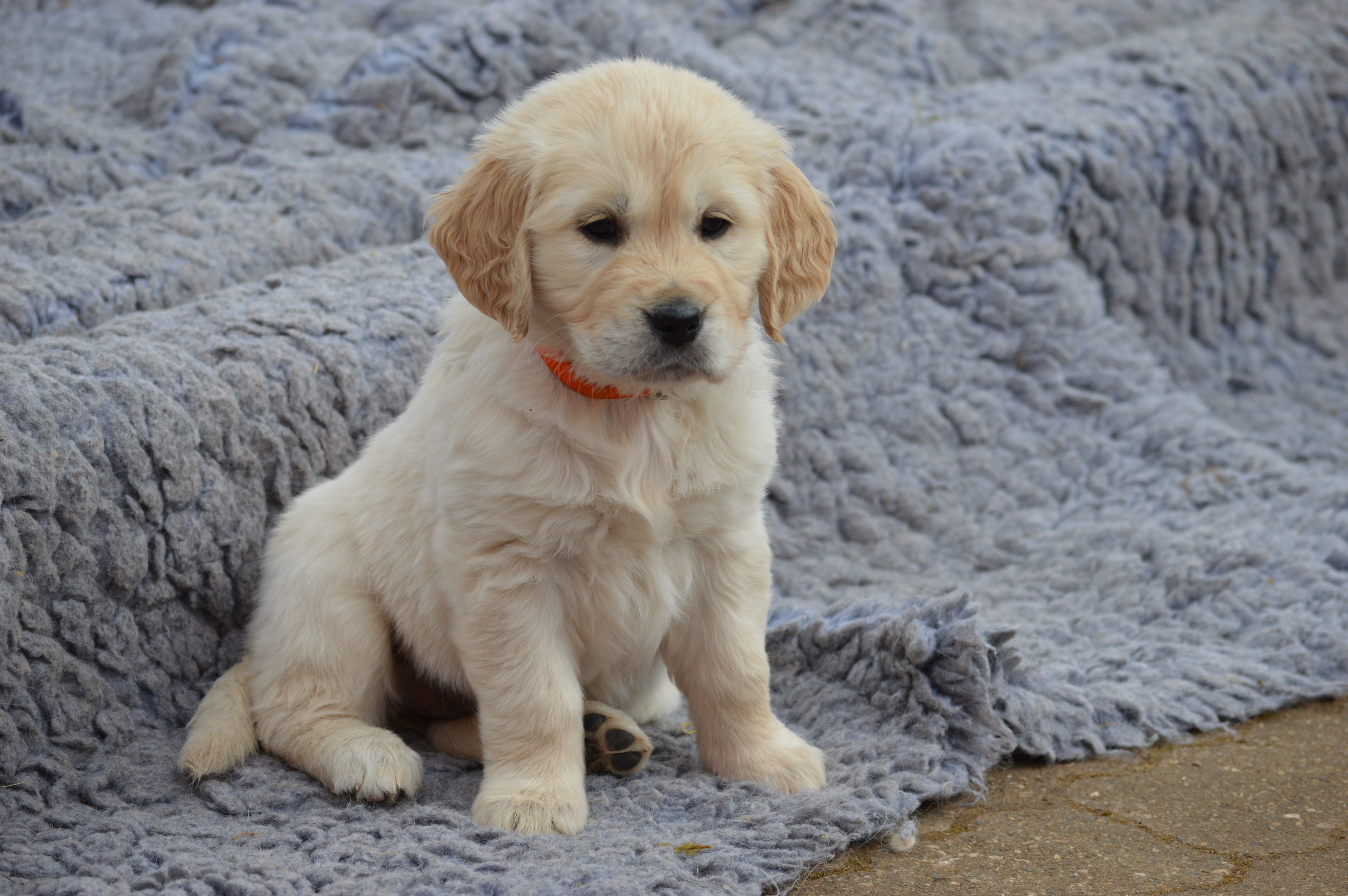 golden retriever puppy on focus photo, Dog, young, pets, cute