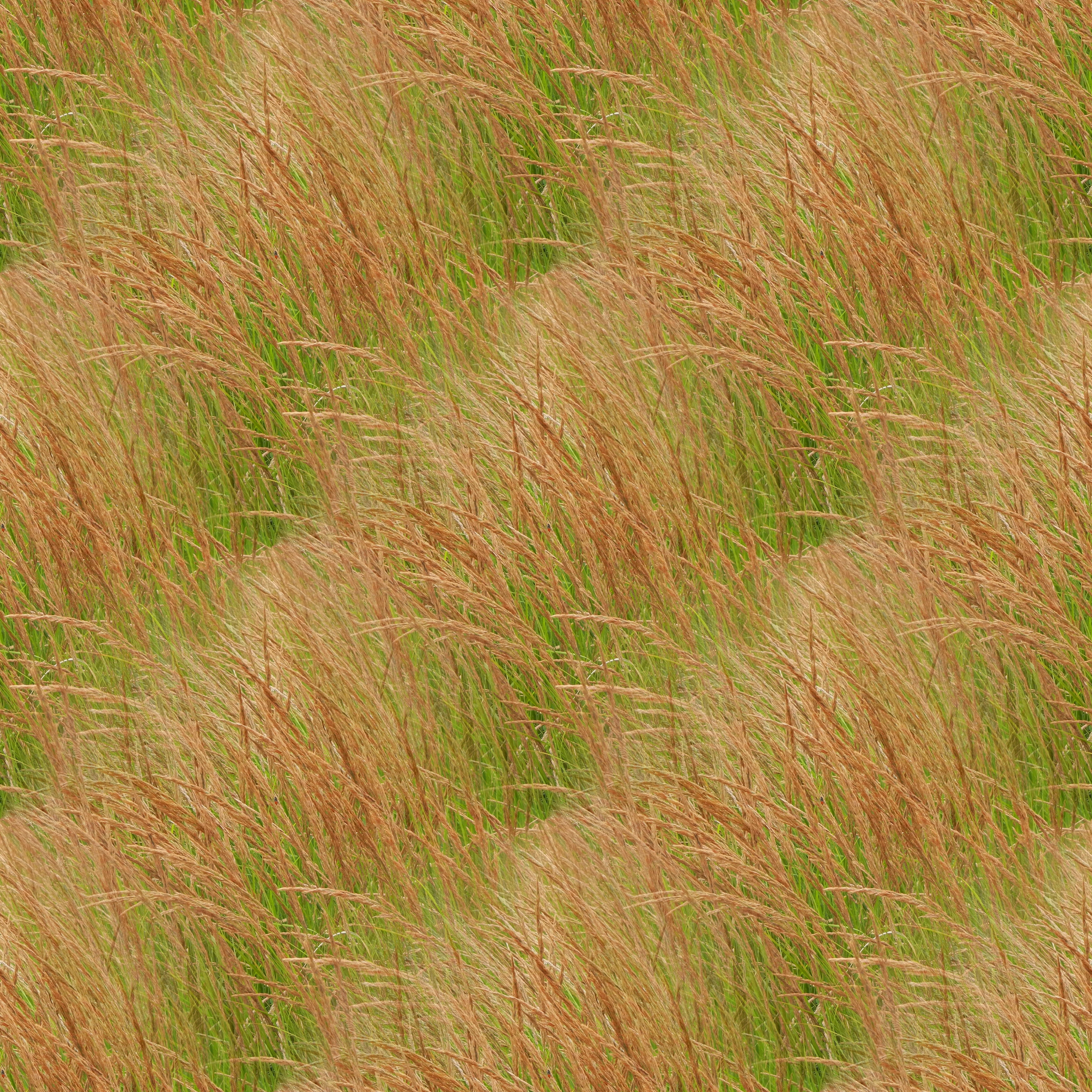 texture, plants, herb, nature, pattern, surface, seamless, grass