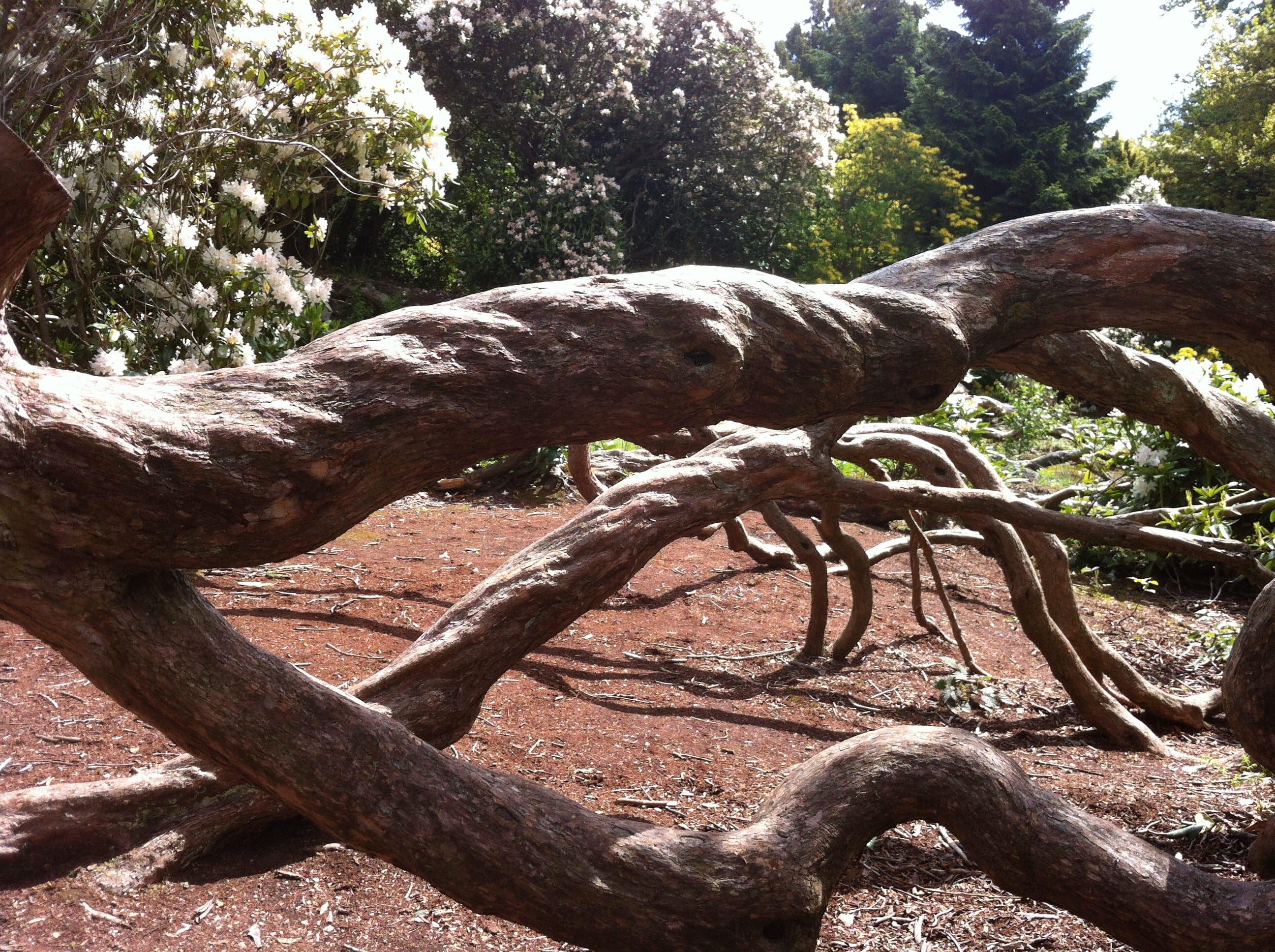 Tree, Pattern, Gardens, Dry, Log, Roots, forest, trunk, outdoors