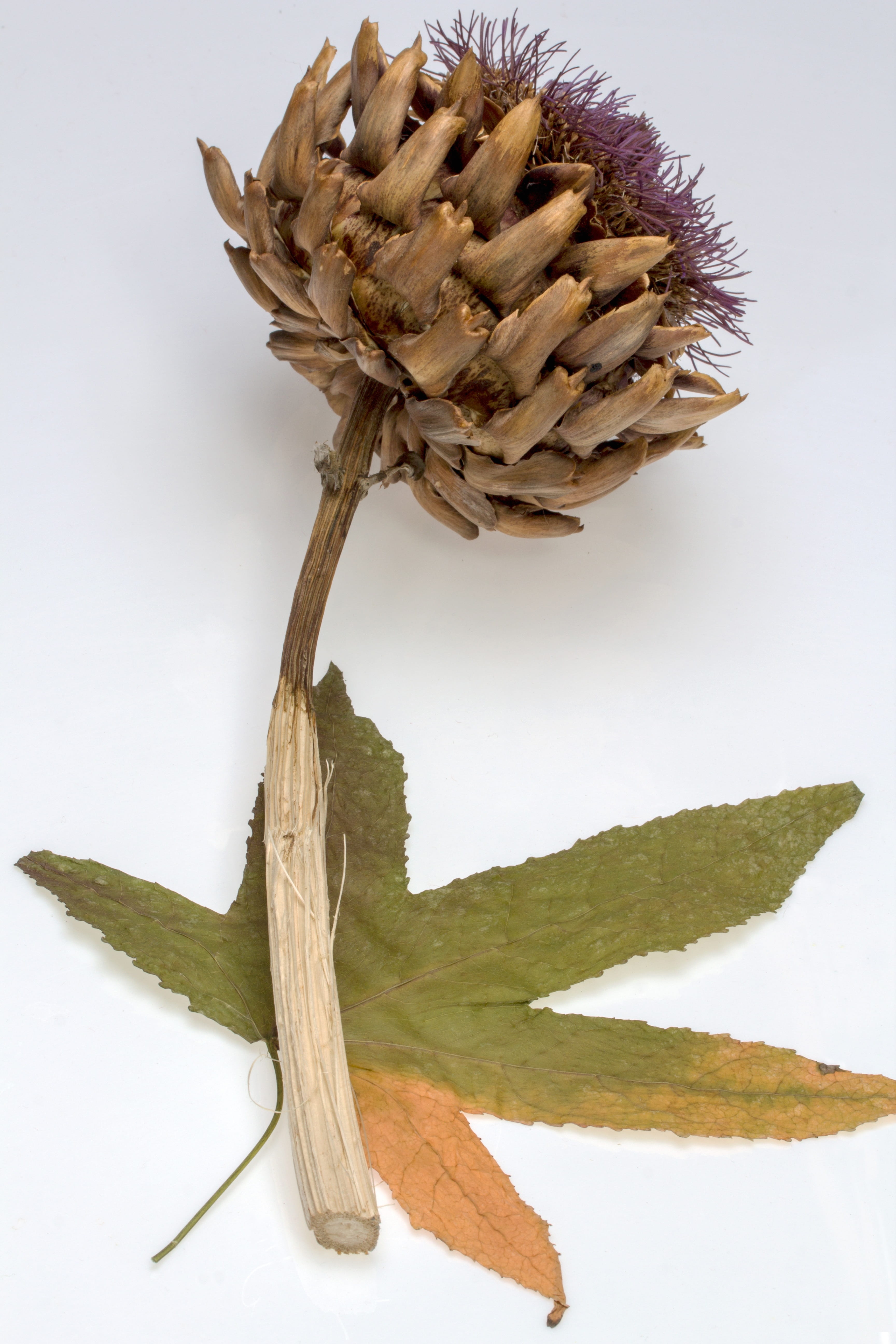 Thistle, Dry, Leaf, Amber, Tree, amber tree, studio shot, white background