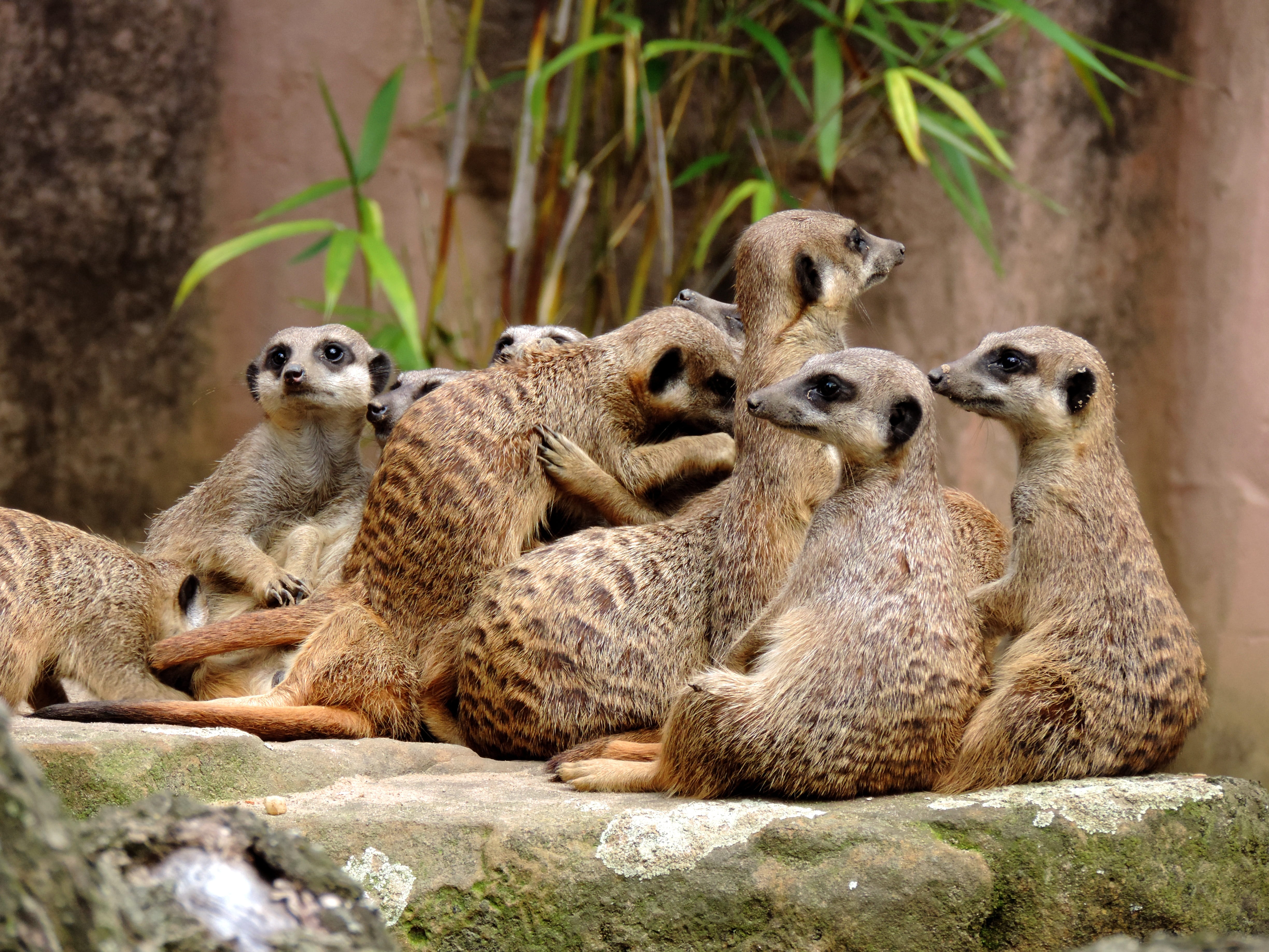meerkat, mongoose, suricata, vigilant, curious, popular, mammal