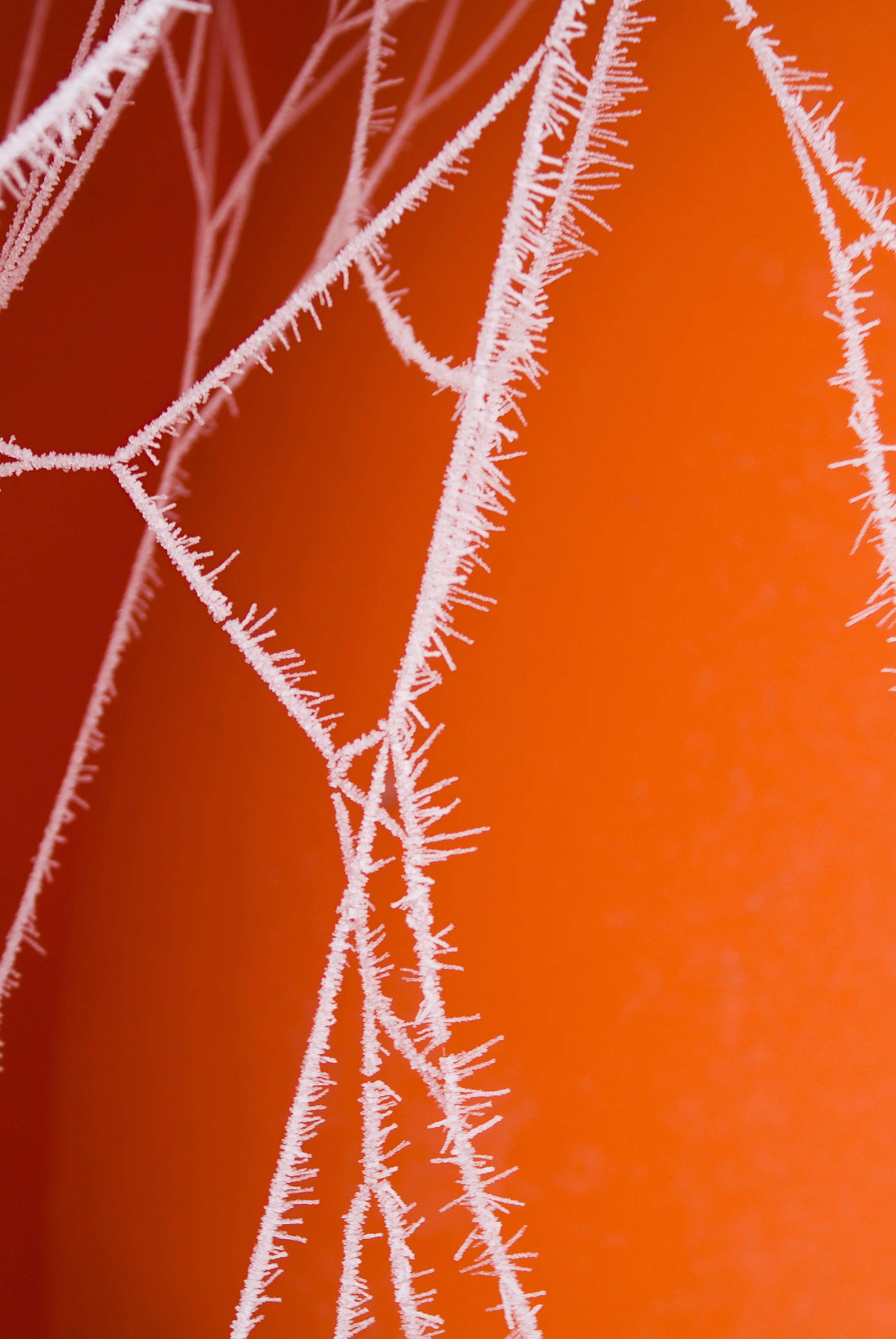 frozen, spider, web, spiderweb, cobweb, frost, water, dew, cold