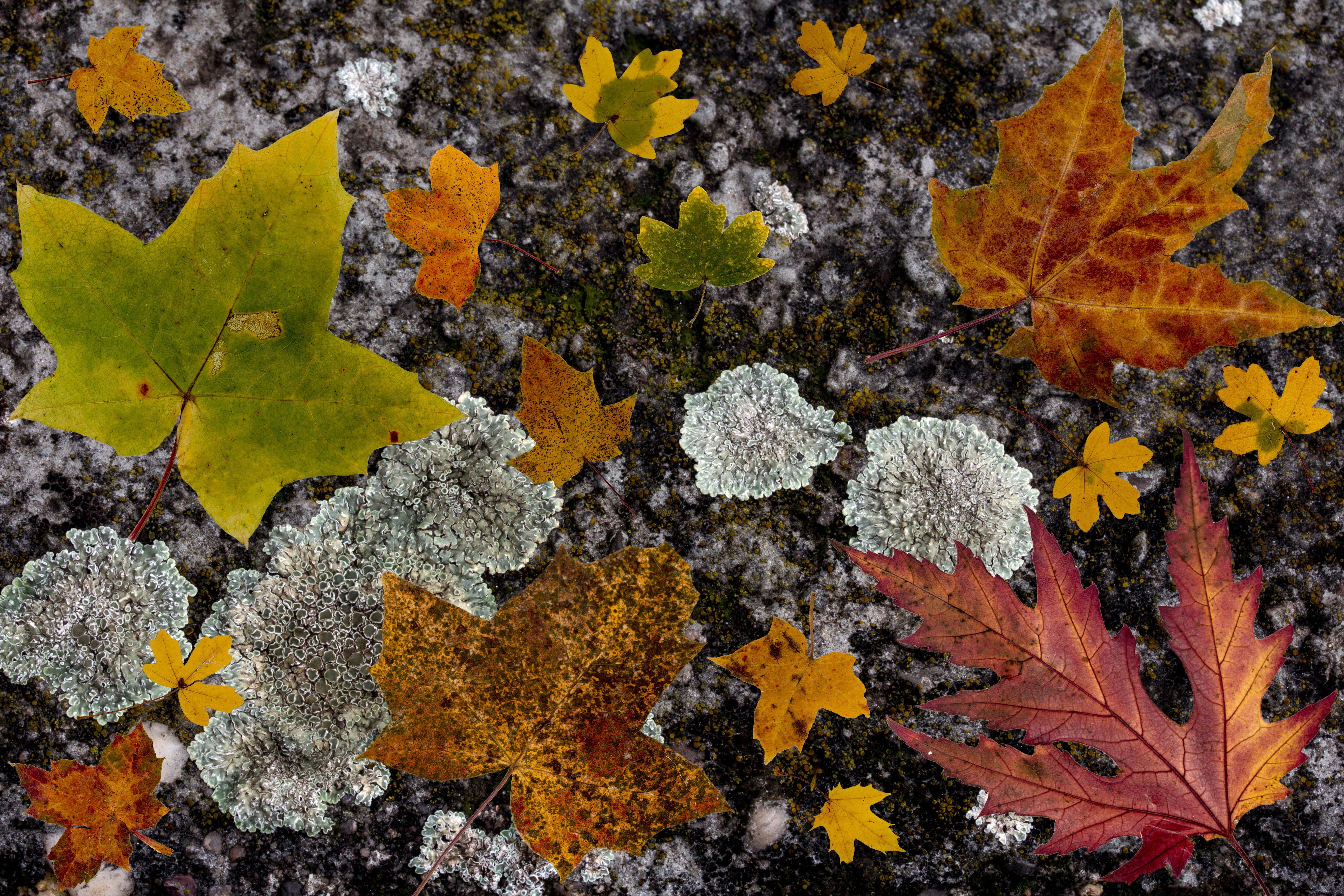 leaves, colorful, composition, maple, maple leaves, foliage