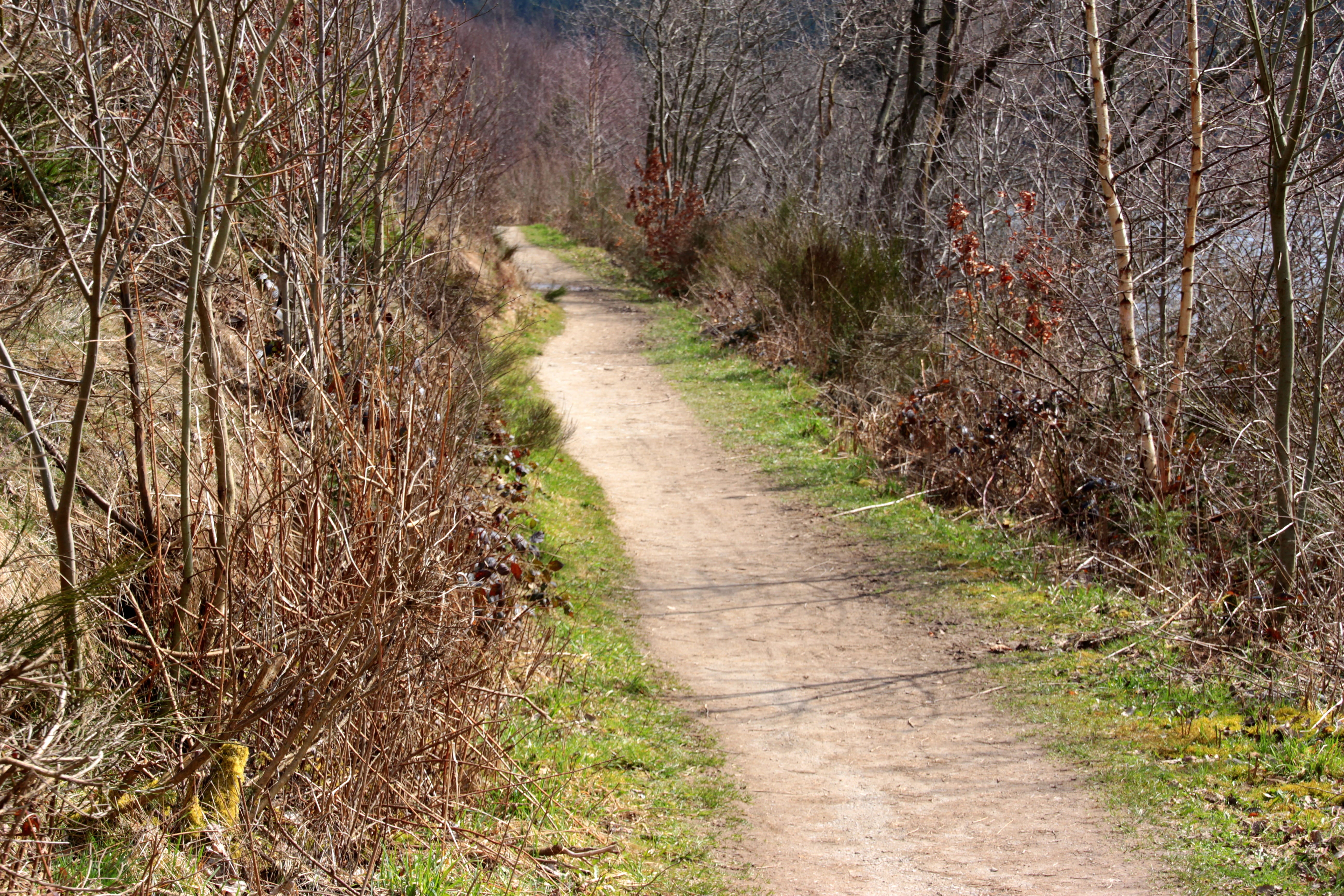 Away, Forest, Path, Landscape, forest path, nature, hiking