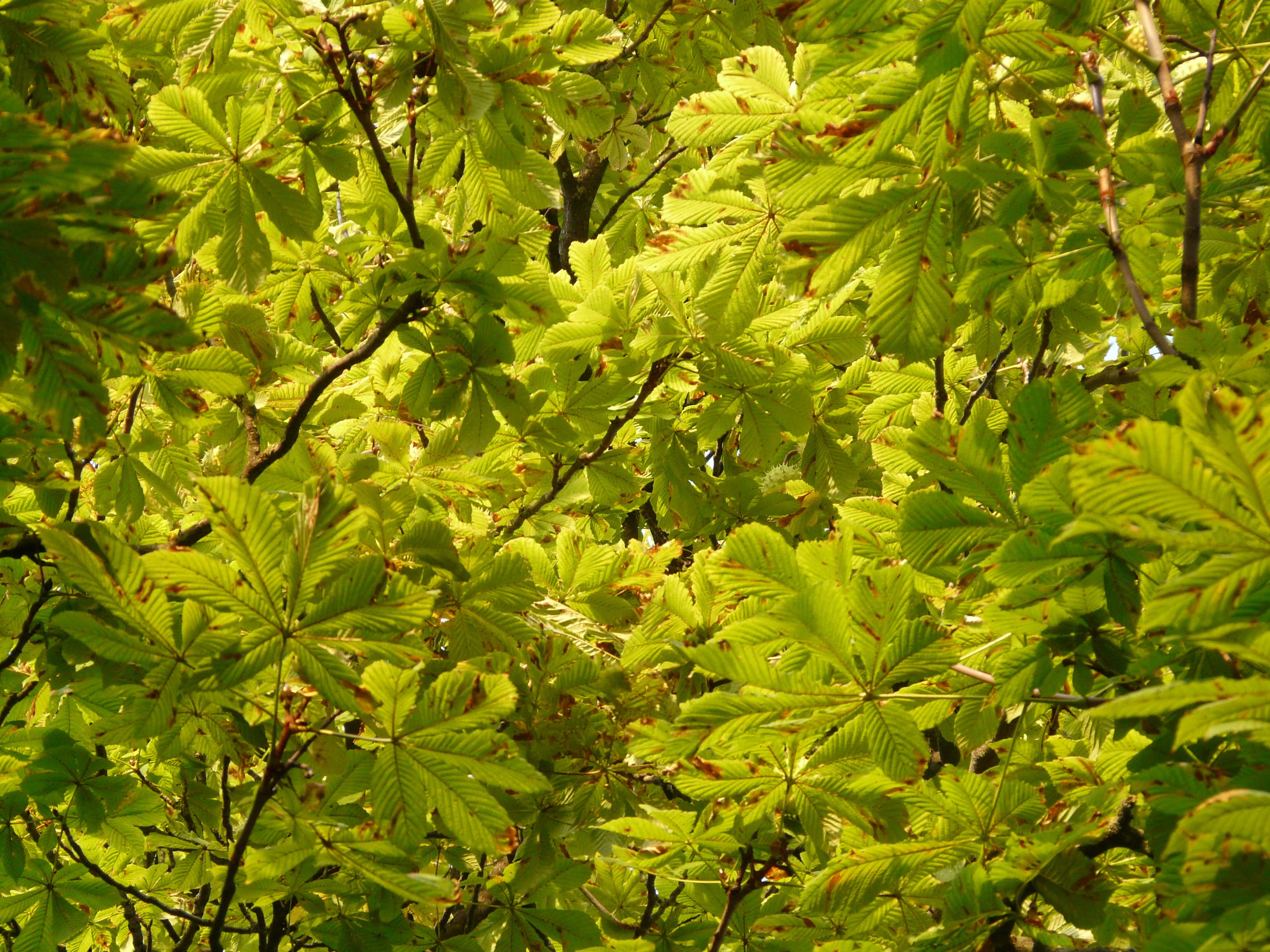 Chestnut, Buckeye, Tree, Leaves, Foliage, green, top, aesthetic
