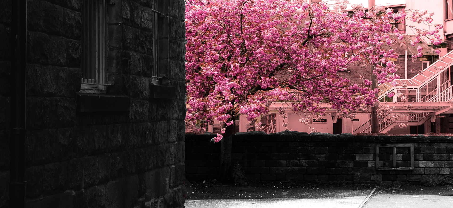 spring, tree, branch, branches, season, nature, background