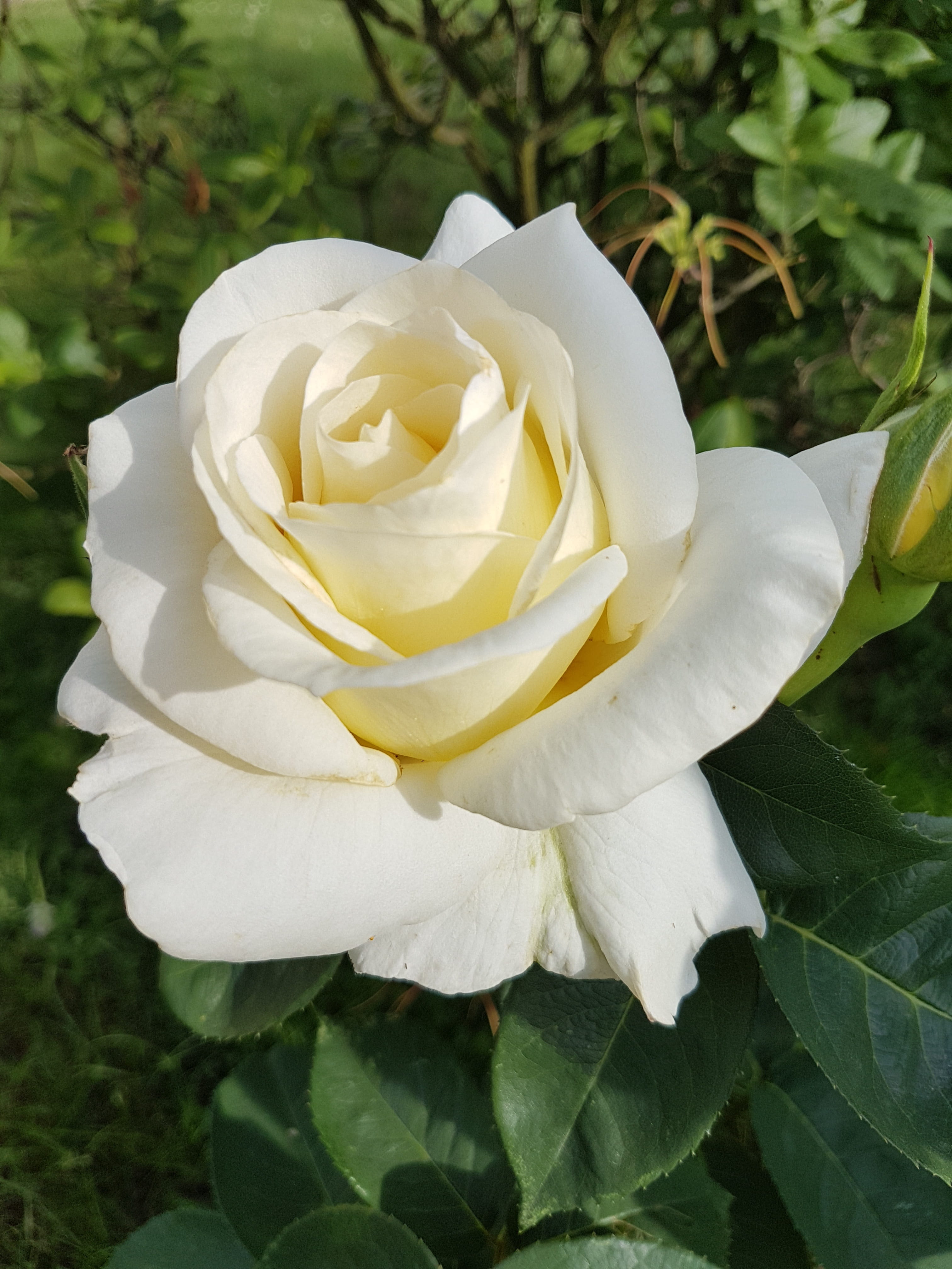 white rose, Flowers, rose - flower, petal, flower head, nature